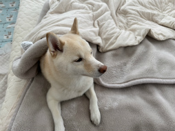 ���������꡼ No.005�Υ���ͥ������ / �˿��ǥ����ΤΥ�����ҥҥ硼 ��������828��֤ɤ��Ǹ�Ψ����뤫���ɤ���̵�̤˻Ȥ�����