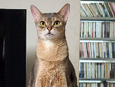 ���������꡼ No.094�Υ���ͥ������ / 4Gamer��1ǯ�֤򿶤��֤��Annual 4Gamer 2011�ס�������ǯ4Gamer�˷Ǻܤ��줿1��9000�ܰʾ�ε�����ĺ����Ω�ĤΤϡġġ�