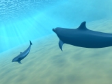 画像ギャラリー No.004のサムネイル画像 / Wiiウェア「SEAFARM〜イルカとわたしのショータイム〜」が本日配信開始