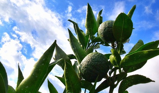 画像ギャラリー No.003のサムネイル画像 / 「どこでもキャッチャー」に和歌山県北山村の“じゃばら”を扱った賞品が登場