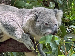 Υ󥿥ӥ塼ϡHollow KnightפUnpackingסUntitled Goose GameפCult of the LambפϡȾޤ졽IGEAϡϤȼȯٱǡϿޤ˥ȥꥢ̾ߤ