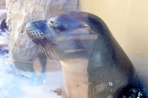 画像ギャラリー No.022のサムネイル画像 / 茅森月歌と瑞原あいなの音声ガイドで水族館を満喫！　サンシャイン水族館×ヘブバン「海さ！魚さ！アクアリウムさ〜」レポート