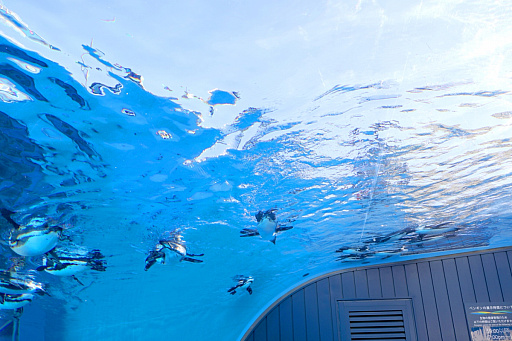 画像ギャラリー No.023のサムネイル画像 / 茅森月歌と瑞原あいなの音声ガイドで水族館を満喫！　サンシャイン水族館×ヘブバン「海さ！魚さ！アクアリウムさ〜」レポート