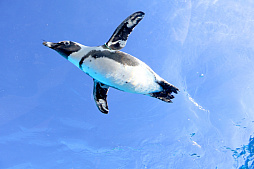 画像ギャラリー No.025のサムネイル画像 / 茅森月歌と瑞原あいなの音声ガイドで水族館を満喫！　サンシャイン水族館×ヘブバン「海さ！魚さ！アクアリウムさ〜」レポート