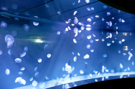 画像ギャラリー No.031のサムネイル画像 / 茅森月歌と瑞原あいなの音声ガイドで水族館を満喫！　サンシャイン水族館×ヘブバン「海さ！魚さ！アクアリウムさ〜」レポート