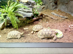 画像ギャラリー No.033のサムネイル画像 / 茅森月歌と瑞原あいなの音声ガイドで水族館を満喫！　サンシャイン水族館×ヘブバン「海さ！魚さ！アクアリウムさ〜」レポート