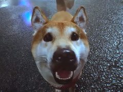 「GhostWire: Tokyo」の最新ムービー公開。三上真司氏による“重大発表”は……犬？