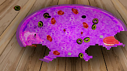 �ԥ��Ǥ�����