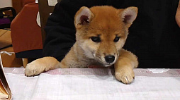 Shiba Mekuri Ƥ᤯