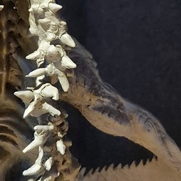 画像ギャラリー No.115のサムネイル画像 / 「Stellar Blade」続編や「NIKKE」，新作プロジェクトを開発中のSHIFT UP本社を訪問。ゲームは“お尻で作るもの”――キム・ヒョンテ氏とちょっとだけ雑談もしてきた