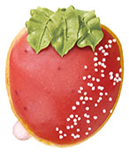 画像ギャラリー No.015のサムネイル画像 / 「パックマン」とクリスピー・クリーム・ドーナツがコラボ。ゲームをイメージした特別なドーナツ3種を5月14日より発売