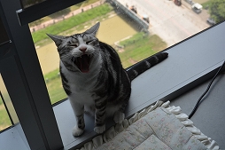 ꡼ No.046Υͥ / Ĭס֥ѥ˥פιƱ٥KUROFESTݡȡĬϥС2.6PV