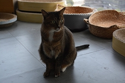 ꡼ No.048Υͥ / Ĭס֥ѥ˥פιƱ٥KUROFESTݡȡĬϥС2.6PV