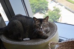 ꡼ No.049Υͥ / Ĭס֥ѥ˥פιƱ٥KUROFESTݡȡĬϥС2.6PV