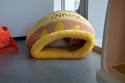 ꡼ No.050Υͥ / Ĭס֥ѥ˥פιƱ٥KUROFESTݡȡĬϥС2.6PV