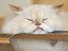 ǭ���ե���Cat Caf��� MOFF �����٥꡼�ѡ���Ź�ץ�ӥ塼
