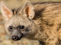 ̾���Ǹ��򤵤줬���ʥĥ��������ߤ���Ρ�Looper Tactics�ץ�ӥ塼������������Steam����