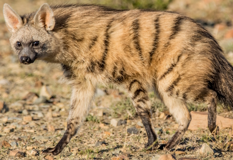 ���������꡼ No.003�Υ���ͥ������ / ̾���Ǹ��򤵤줬���ʥĥ��������ߤ���Ρ�Looper Tactics�ץ�ӥ塼������������Steam����