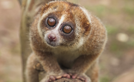 画像ギャラリー No.003のサムネイル画像 / 霊長類なのに毒を持つスローロリスさんの「Nordhold」レビュー。えーあい!Steam広場 最終回