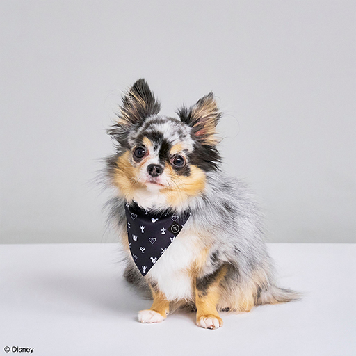 ���������꡼ No.019�Υ���ͥ������ / ���饤��Υɡ��෿�ڥåȥϥ����䡤�Х����������ɤΥ����ץȥ��ʤ�ͽ������档��DQ�ס�FF�ס�KH�ץ��꡼���Υڥåȥ��å���ȯ�����