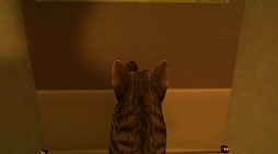 まだ猫は逃げますか?