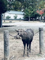 ꡼ No.022Υͥ / ۤλǡѥꥣȤ臘饤Lunaraxia: Magpie Sings of the World's EndסBIC2025