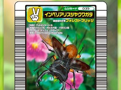 ֹԥॷ󥰡פȤ֥å󥲡MUSHInomics with MUSHIKINGסӥ