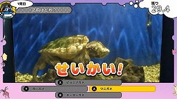 ꡼ No.005Υͥ / 饷䥿ĥΥȥ򹥤ʤѻǤ롣ΰ饲֤ĤǤѥ Υο²ۿ޴աSwitch1120ȯ