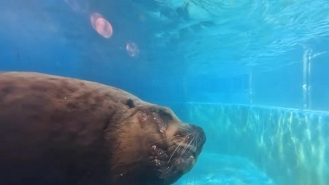 ꡼ No.008Υͥ / 饷䥿ĥΥȥ򹥤ʤѻǤ롣ΰ饲֤ĤǤѥ Υο²ۿ޴աSwitch1120ȯ