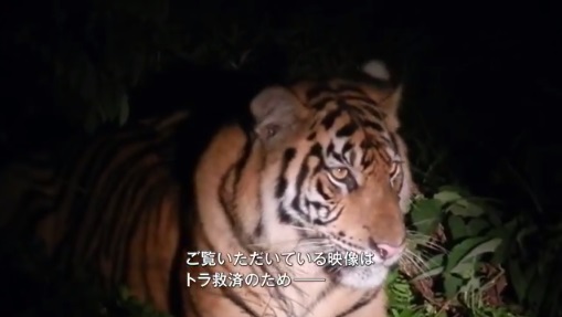 Zoo Tycoon - ӥǥ ɥ󥿥꡼ : ޥȥ ȥݸưҲ