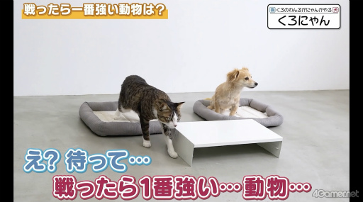 ���������꡼ No.022�Υ���ͥ������ / ChroNoiR�������ƻ�۸���֤����Τ�뤬��ƻ�ۤǤʤ󤫤��ץ�ݡ��ȡ���ڥ����Ȥ��о줷���Ф�����ޤ줿�����