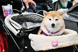 画像ギャラリー No.002のサムネイル画像 / 犬猫のお写真をいっぱい撮っただけでゴメンナサイ！　おもしろワンニャンアイテムたくさんの“インターペット2026”