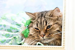 画像ギャラリー No.003のサムネイル画像 / 犬猫のお写真をいっぱい撮っただけでゴメンナサイ！　おもしろワンニャンアイテムたくさんの“インターペット2026”