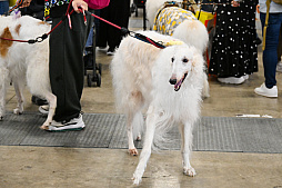 画像ギャラリー No.007のサムネイル画像 / 犬猫のお写真をいっぱい撮っただけでゴメンナサイ！　おもしろワンニャンアイテムたくさんの“インターペット2026”