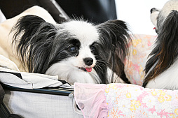 画像ギャラリー No.010のサムネイル画像 / 犬猫のお写真をいっぱい撮っただけでゴメンナサイ！　おもしろワンニャンアイテムたくさんの“インターペット2026”