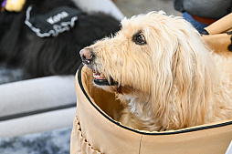 画像ギャラリー No.012のサムネイル画像 / 犬猫のお写真をいっぱい撮っただけでゴメンナサイ！　おもしろワンニャンアイテムたくさんの“インターペット2026”