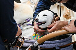 画像ギャラリー No.019のサムネイル画像 / 犬猫のお写真をいっぱい撮っただけでゴメンナサイ！　おもしろワンニャンアイテムたくさんの“インターペット2026”