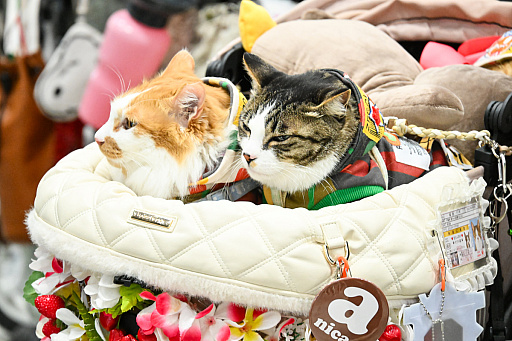 画像ギャラリー No.050のサムネイル画像 / 犬猫のお写真をいっぱい撮っただけでゴメンナサイ！　おもしろワンニャンアイテムたくさんの“インターペット2026”