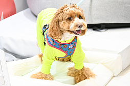 画像ギャラリー No.054のサムネイル画像 / 犬猫のお写真をいっぱい撮っただけでゴメンナサイ！　おもしろワンニャンアイテムたくさんの“インターペット2026”