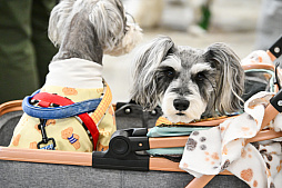 画像ギャラリー No.055のサムネイル画像 / 犬猫のお写真をいっぱい撮っただけでゴメンナサイ！　おもしろワンニャンアイテムたくさんの“インターペット2026”