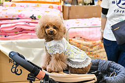 画像ギャラリー No.061のサムネイル画像 / 犬猫のお写真をいっぱい撮っただけでゴメンナサイ！　おもしろワンニャンアイテムたくさんの“インターペット2026”