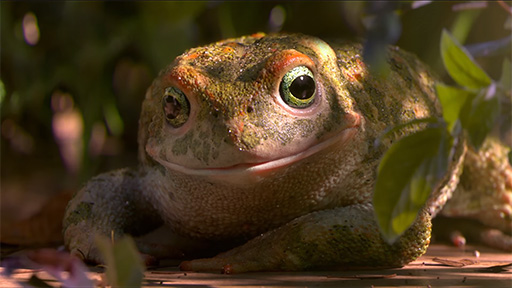 Garden Party ❊ Trailer