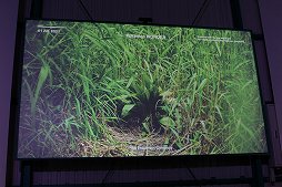 ���������꡼ No.010�Υ���ͥ������ / ��Pokémon Wonder��ȯɽ�������θ����ݡ��ȡ���ߤ�����ɤι���ʿ�����ǡȥݥ����θ����ɤ��θ����褦