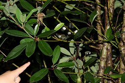 ���������꡼ No.017�Υ���ͥ������ / ��Pokémon Wonder��ȯɽ�������θ����ݡ��ȡ���ߤ�����ɤι���ʿ�����ǡȥݥ����θ����ɤ��θ����褦