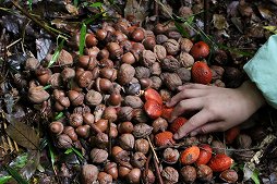 ���������꡼ No.024�Υ���ͥ������ / ��Pokémon Wonder��ȯɽ�������θ����ݡ��ȡ���ߤ�����ɤι���ʿ�����ǡȥݥ����θ����ɤ��θ����褦