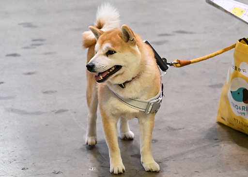 ���������꡼ No.005�Υ���ͥ������ / �������ˤθ�ǭ���å���SQEX PETs�פ�9��ȯ����ꡪ�����⤷�����˥�󥢥��ƥि������Ρȥ��󥿡��ڥå�2025��