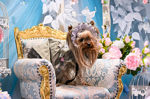 ���������꡼ No.023�Υ���ͥ������ / �������ˤθ�ǭ���å���SQEX PETs�פ�9��ȯ����ꡪ�����⤷�����˥�󥢥��ƥि������Ρȥ��󥿡��ڥå�2025��