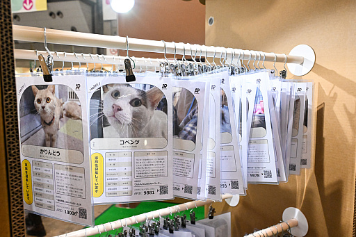 ���������꡼ No.026�Υ���ͥ������ / �������ˤθ�ǭ���å���SQEX PETs�פ�9��ȯ����ꡪ�����⤷�����˥�󥢥��ƥि������Ρȥ��󥿡��ڥå�2025��