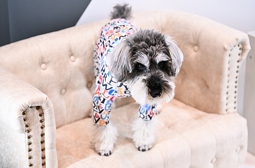 ���������꡼ No.047�Υ���ͥ������ / �������ˤθ�ǭ���å���SQEX PETs�פ�9��ȯ����ꡪ�����⤷�����˥�󥢥��ƥि������Ρȥ��󥿡��ڥå�2025��