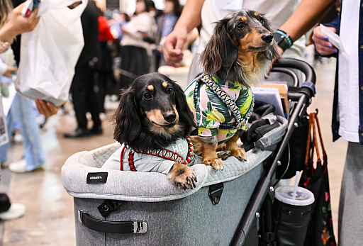 ���������꡼ No.049�Υ���ͥ������ / �������ˤθ�ǭ���å���SQEX PETs�פ�9��ȯ����ꡪ�����⤷�����˥�󥢥��ƥि������Ρȥ��󥿡��ڥå�2025��